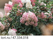 A summer photo or background with flowers. Beautiful landscape in nature with a flowering paniculate hydrangea. Beautiful healthy hydrangeas blooming in pink and white shades. Стоковое фото, фотограф Photojuli / Фотобанк Лори