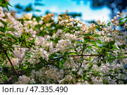An elegant flowering plant, the branches of which are densely covered with small bell-shaped flowers of a delicate white-pink hue. The flowers are collected in loose inflorescences, and between them are slender green leaves. Sunlight breaks through the foliage, creating a play of light and shadow. This photo could have been taken in the Nikitsky Botanical Garden, where rare and decorative species are collected, and this plant looks like a weigela or abelia - both species are presented in the garden's collection. Стоковое фото, фотограф Анна Кривицкая / Фотобанк Лори
