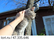 A woman's hand strokes a gray cat on the background of a wooden house. Стоковое фото, фотограф Бондарева Елена / Фотобанк Лори