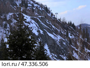 Ель на фоне заснеженных гор Алматы. Казахстан. Стоковое фото, фотограф Евгений Митрофанов / Фотобанк Лори