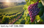 Grapes hanging in a vineyard during sunset in a picturesque landscape. Гроздья спелого фиолетового винограда свисают с пышных зеленых лоз на винограднике перед самым закатом. Холмы и ряды винограда простираются на заднем плане, залитые теплым светом. Стоковое AI-изображение, AI-художник Katsiaryna Repich / Фотобанк Лори