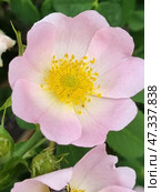 A close-up of a rose hip blossoming among green foliage. The petals are soft pink, fading to white at the base, and in the center are bright yellow stamens surrounding a green stigma. The flower looks fresh and perfectly symmetrical, symbolizing natural harmony. Below in the frame, another flower is partially visible, with a beetle hiding in it. Around it are green buds preparing to bloom soon. This frame is the embodiment of the beginning of summer, grace and power of nature. Стоковое фото, фотограф Анна Кривицкая / Фотобанк Лори