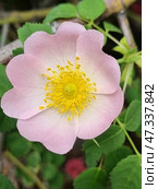A close-up of a rose hip blossoming among green foliage. The petals are soft pink, fading to white at the base, and in the center are bright yellow stamens surrounding a green stigma. The flower looks fresh and perfectly symmetrical, symbolizing natural harmony. Below in the frame, another flower is partially visible, with a beetle hiding in it. Around it are green buds preparing to bloom soon. This frame is the embodiment of the beginning of summer, grace and power of nature. Стоковое фото, фотограф Анна Кривицкая / Фотобанк Лори