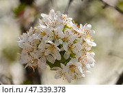 Blossom Siebold's crab or Toringo crabapple (lat.- Malus sieboldii, Malus toringo) Стоковое фото, фотограф Irina Opachevsky / Фотобанк Лори
