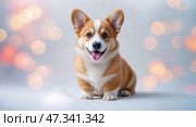 Happy corgi puppy with bright eyes and fluffy coat against a soft background brightened by colorful lights. Стоковое AI-изображение, AI-художник Сергей Толмачёв / Фотобанк Лори