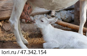 Little white kid sucks milk from his mother. Стоковое фото, фотограф Mikhail Davidovich / Фотобанк Лори