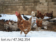 Курицы на ферме. Стоковое фото, фотограф Наталья Шатохина/NEWS.ru / ТАСС / Фотобанк Лори