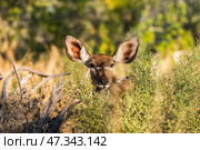 Самка антилопы куду (Tragelaphus strepsiceros) в африканском буше среди кустарника (2014 год). Стоковое фото, фотограф Анна Ефимова / Фотобанк Лори