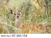 Бушбок (Tragelaphus sylvaticus) в высокой траве в естественной среде обитания (2014 год). Стоковое фото, фотограф Анна Ефимова / Фотобанк Лори