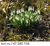 Galanthus elwesii (Elwes's snowdrop, greater snowdrop) on March day. Стоковое фото, фотограф Валерия Попова / Фотобанк Лори