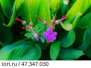 Герань крупно-корневищная. Geranium macrorrhizum. Стоковое фото, фотограф MК / Фотобанк Лори