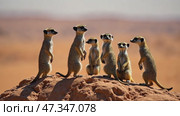 Group of six meerkats are standing on a rocky hillside. Стоковое AI-видео, аниматор Sergey Grishin / Фотобанк Лори