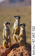 Three small animals, possibly gazelles, are standing on a rocky hillside. Стоковое AI-видео, аниматор Sergey Grishin / Фотобанк Лори