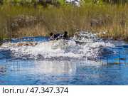 Бегемот (Hippopotamus amphibius) атакует (2014 год). Стоковое фото, фотограф Анна Ефимова / Фотобанк Лори