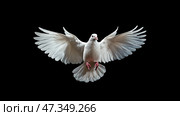 Graceful white dove in flight against black background, symbolizes the Holy Spirit, Pentecost and peace. Стоковое AI-изображение, AI-художник Olga Didraga / Фотобанк Лори