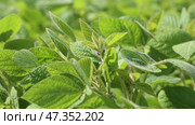 Soybean crops during the period of active growth. Soy growing in the field. Soybean shakes wind. Agribusiness. Стоковое видео, видеограф Ольга Сейфутдинова / Фотобанк Лори