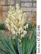 Inflorescences of Yucca filamentosa. Vertical view. Стоковое фото, фотограф Саблин Станислав / Фотобанк Лори