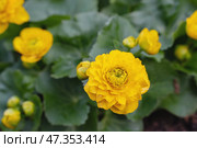 Caltha palustris Multiplex marsh marigold with bright yellow flowers surrounded by green leaves, in the garden. Стоковое фото, фотограф Оксана Медведева / Фотобанк Лори