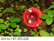 Красная сыроежка (лат. Russula) в лесу после дождя. Стоковое фото, фотограф Photolart / Фотобанк Лори