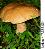Огромный белый гриб (лат. Boletus edulis) Стоковое фото, фотограф Photolart / Фотобанк Лори