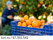Fresh organic tangerines mandarins in plastic box during harvesting season on sunny day on farm or in garden. Стоковое фото, фотограф Яков Филимонов / Фотобанк Лори