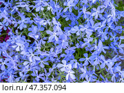 A close-up view of vibrant blue Phlox divaricata flowers in full bloom. Стоковое фото, фотограф Elena Grishina / Фотобанк Лори