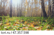 Autumn leaf fall in a birch forest, park. Seasonal weather. Picturesque nature in a birch grove. Low angle shooting. Стоковое видео, видеограф Дмитрий Кобзев / Фотобанк Лори