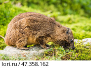 Капский даман (Procavia capensis) ест траву (2014 год). Стоковое фото, фотограф Анна Ефимова / Фотобанк Лори