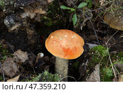 Красный подосиновик (лат. Leccinum aurantiacum) растет в корнях старой березы, окруженной зеленым мхом. Стоковое фото, фотограф Наталья Сухорукова / Фотобанк Лори
