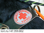 Специальные нашивки на шлейке собаки-поводыря. Стоковое фото, фотограф Наталья Шатохина/NEWS.ru / ТАСС / Фотобанк Лори