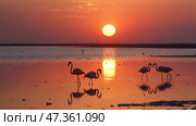 Flamingos wade in calm water during a serene sunset, vibrant orange sky reflecting on the water, showcasing peaceful nature. Стоковое AI-изображение, AI-художник Александра Рублева / Фотобанк Лори