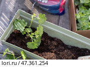 Colorful flower seedlings and garden tools prepared for spring planting outdoors. Стоковое фото, фотограф Гайфуллина Дина / Фотобанк Лори