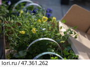 Colorful flower seedlings and garden tools prepared for spring planting outdoors. Стоковое фото, фотограф Гайфуллина Дина / Фотобанк Лори