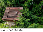 Rustic Wooden Structure Nestled Among Lush Evergreen Trees in a Tranquil Outdoor Setting. Стоковое фото, фотограф Aleksandr Golubev / Фотобанк Лори
