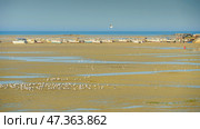 Manama, Bahrain - Jan 15 2024, Panoramic view of shoal with lots of seagulls and seabirds, in the background there are boats stranded, next to fortress of Qalat Al Bahrain, at daytime, Manama, Bahrain. Стоковое фото, фотограф Сергей Богомяко / Фотобанк Лори