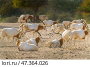 Sir Bani Yas Island, United Arab Emirates - Jan 18 2024, close-up view of a herd of saber-horned antelopes, or Saharan oryx, resting in field at daytime, in a safari parkSir Bani Yas Island, UAE. Стоковое фото, фотограф Сергей Богомяко / Фотобанк Лори