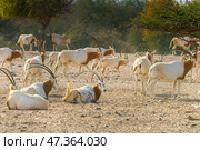 Sir Bani Yas Island, United Arab Emirates - Jan 18 2024, close-up view of a herd of saber-horned antelopes, or Saharan oryx, resting in field at daytime, in a safari parkSir Bani Yas Island, UAE. Стоковое фото, фотограф Сергей Богомяко / Фотобанк Лори