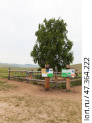 BAIKAL LAKE, KHUZHIR VILLAGE, IRKUTSK REGION, RUSSIA - August 01, 2024: A lonely birch tree on the sandy shore of Olkhon Island, called by locals the Tree of Power in the Pribaikalsky Nature Park. Редакционное фото, фотограф Виктория Катьянова / Фотобанк Лори