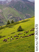 Herd of sheeps in the Tian Shan mountains in Kyrgyzstan. Стоковое фото, фотограф Юлия Белоусова / Фотобанк Лори