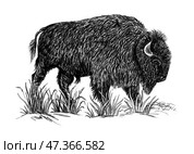 Зубр (лат. Bison bonasus). Bison digital handcrafted sketch, pencil effect. Стоковая иллюстрация, иллюстратор Photolart / Фотобанк Лори