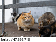 Рыжий бездомный кот. Стоковое фото, фотограф Андрей Иванов / Фотобанк Лори