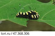 Caterpillar on a green leaf. A black and yellow insect lies curled up on a wide maple leaf. The caterpillar is black with bright yellow stripes and long antennae. Part of the leaf has been eaten by it. Стоковое видео, видеограф Andrew_Swarga / Фотобанк Лори