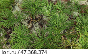 Diphasiastrum trispicata or Lycopodium complanatum. Rare and ornamental grass, belongs to the Lycopodium family. Life form shrub, evergreen, grass, terrestrial, perennial, long-rhizome, creeping. Стоковое видео, видеограф Andrew_Swarga / Фотобанк Лори