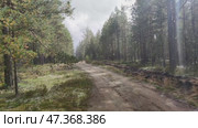 Forest road. In a young coniferous forest, a rural sandy road runs among the trees. Pine and fir trees grow along the edges, they have thin straight trunks and long branches with green needles. Стоковое видео, видеограф Andrew_Swarga / Фотобанк Лори