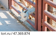 General view of a goat with the placenta still hanging, cleaning its newborn calf in the sahara desert, Merzouga. Стоковое фото, фотограф Feruza Tashmetova / Фотобанк Лори