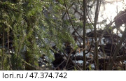 Ветви ели на фоне лесного ручья на закате солнца в подмосковье. Март. Spruce branches against the backdrop of a forest stream at sunset in the Moscow region. March. Стоковое видео, видеограф Горшков Александр / Фотобанк Лори
