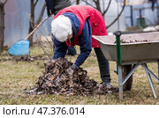 A pile of old leaves, an elderly woman does a spring cleaning in the garden. Cleans the lawn of leaves. Gardening. Cleaning and preparing the garden for the summer season. Стоковое фото, фотограф Photojuli / Фотобанк Лори