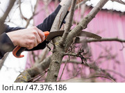 Pruning the branches of a fruit tree with a garden saw. A hand saw in the hands of a man. Close-up tree sawing, Tree maintenance. Gardening. Preparing the garden for the summer season. Стоковое фото, фотограф Photojuli / Фотобанк Лори
