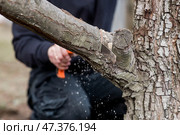 Pruning the branches of a fruit tree with a garden saw. A hand saw in the hands of a man. Close-up tree sawing, Tree maintenance. Gardening. Preparing the garden for the summer season. Стоковое фото, фотограф Photojuli / Фотобанк Лори