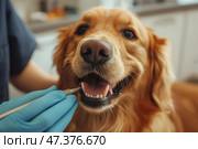 Golden retriever receiving dental care at veterinary clinic. Золотистый ретривер наслаждается чисткой зубов в ветеринарной клинике. Специалист тщательно чистит зубы собаки, обеспечивая комфорт и заботу во время приема. Стоковое AI-изображение, AI-художник Katsiaryna Repich / Фотобанк Лори